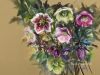 Pastel-Helleborussen in Pastel te koop 